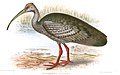 Ibis géant