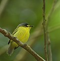 Gray-headed tody-flycatcher