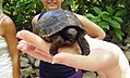 Jeune Dipsochelys hololissa, tortue géante des Seychelles, torti d'ter, à Cousin, endémique.