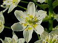 Zigadenus fremontii, noto come Fremont's Star Lily