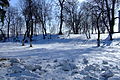 Vyshnivets Park in winter
