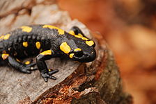 Fire salamander (Salamandra salamandra)