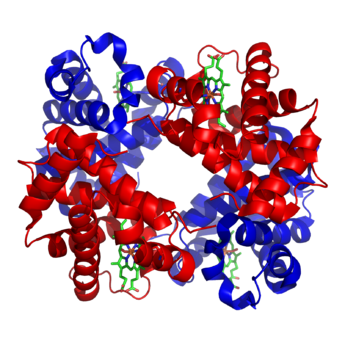 Heterotetrameeri. 2 erilaista proteiiniyksikköä (punainen ja sininen), joita on 4. Hemoglobiini A, PDB: 1GZX.