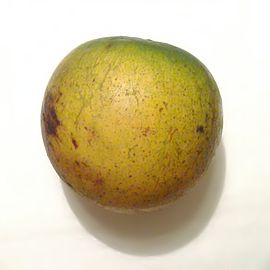 P. caimito fruit