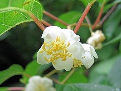 Actinidia polygama.