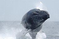 Humpback whale spinner-breaching