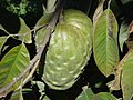 Cherimoya fruit cultivated in Pedra Bela, São Paulo, Brazil