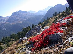 Hábito e coloração outonal no habitat.