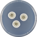 Aspergillus flavipes growing on CYA plate