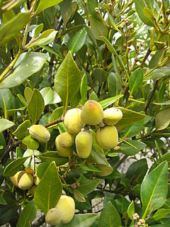 Description de l'image Avicennia resinifera Coromandel 2005 fruits.JPG.