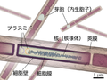 2005年6月22日 (水) 05:44時点における版のサムネイル