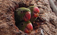 Chicks in tree hole