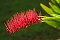 빨간 수술이 도드라지고 빽빽한 총상화서를 보이는 Xeronema callistemon