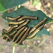 Full-grown larvae