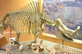 Esqueleto de brontoterio
