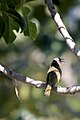 Brown Honeyeater