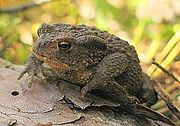 The skin of the common toad is covered with small wart-like lumps