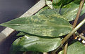 Fig. 1 Symptoms in Commelina diffusa