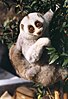 A mother Bengal Slow Loris with a six-week-old baby on her back