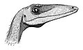 Coelophysis