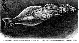 Большая голомянка (Comephorus baikalensis)