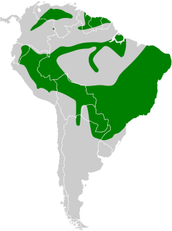 Distribución geográfica del conirrostro culirrufo.