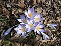 Image 49Crocuses in early spring.