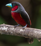 Black-and-red broadbill