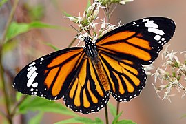 Danaus genutia