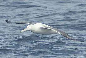 Kuningasalbatrossi (Diomedea epomophora)