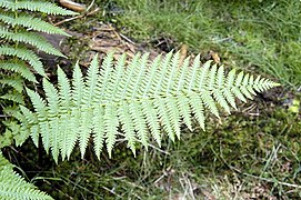 Male fern grows in damp woods and ravines