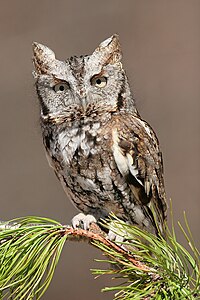 Eastern screech owl, by Wwcsig