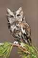 Eastern screech owl, a typical owl.