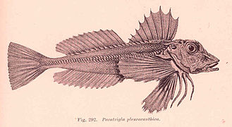 Lepidotrigla pleuracanthica