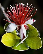 Feijoa sellowiana edit