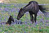A black female horse nuzzles her black foal in a field of purple wildflowers.
