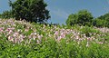 Fletcher Wildlife Garden at the Central Experimental Farm