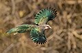 Green-billed malkoha in Bangladesh