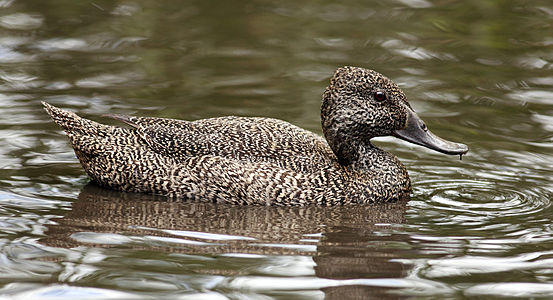 Freckled duck, female, by Benjamint