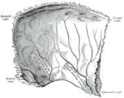 Figure 2 : Left parietal bone. Inner surface.