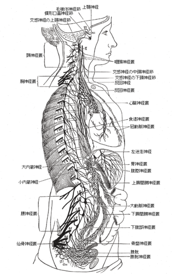 図1: 右交感神経鎖と胸部、腹部、骨盤の神経叢とその接続。（Schwalbeによる修正後）