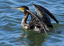 A great cormorant swimming in water with its wings up