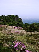 観音寺登山路にて(2)(2008年6月)