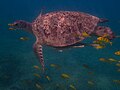 Rémora commun sur une tortue imbriquée.