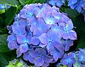 Hydrangea macrophylla