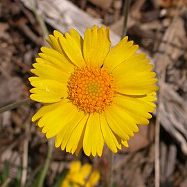 Flower close-up