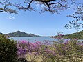 東山公園から見た久美浜湾（2022年4月）