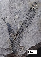 Partially coalified axis (branch) of a lycopod from the Devonian of Wisconsin.