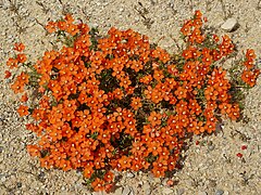 Lysimachia monelli (habitus)