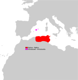 Distribución de Macroprotodon Mauritanicus.